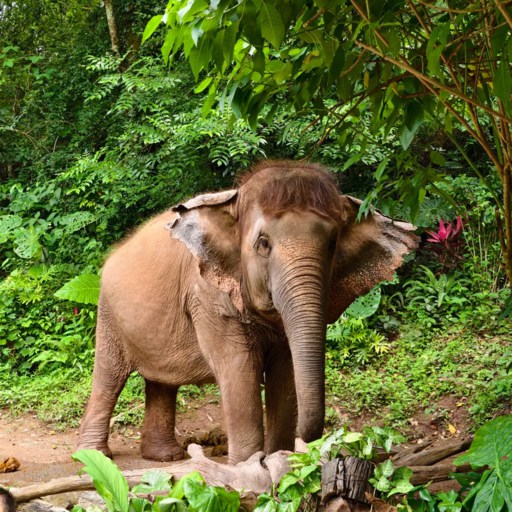 Wild Elephant Valley