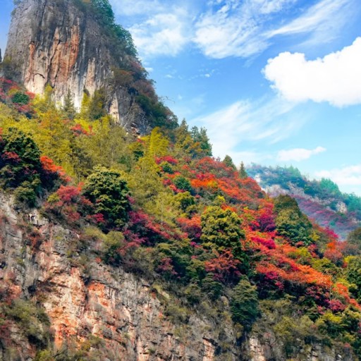 Maple Leaves by the Yangtze River
