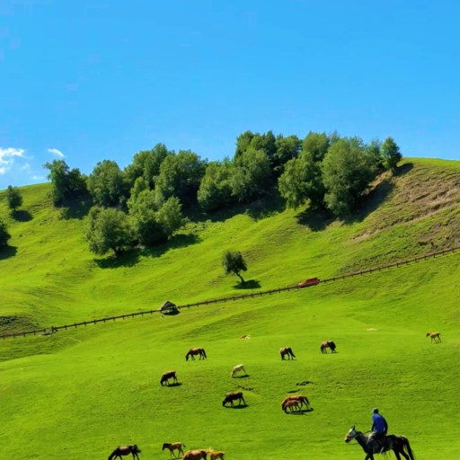 Summer of Nalati Grassland