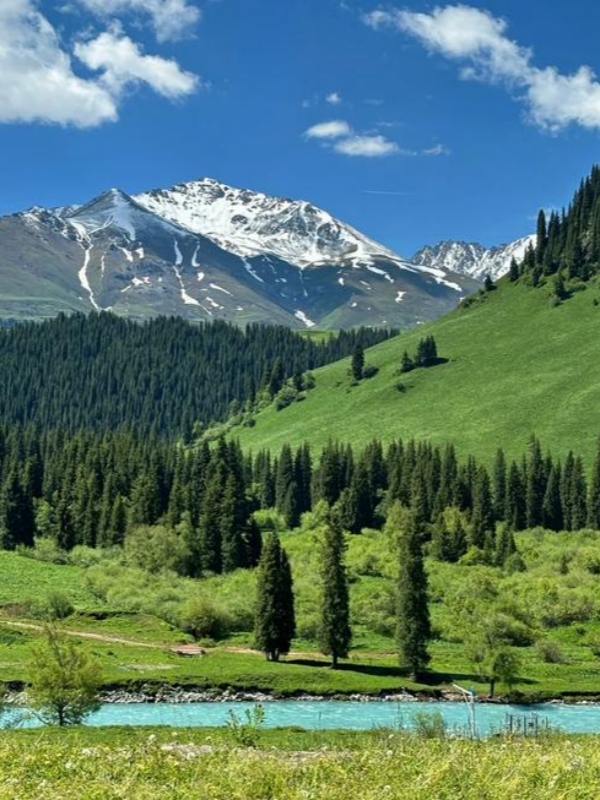 Forest of Xinjiang