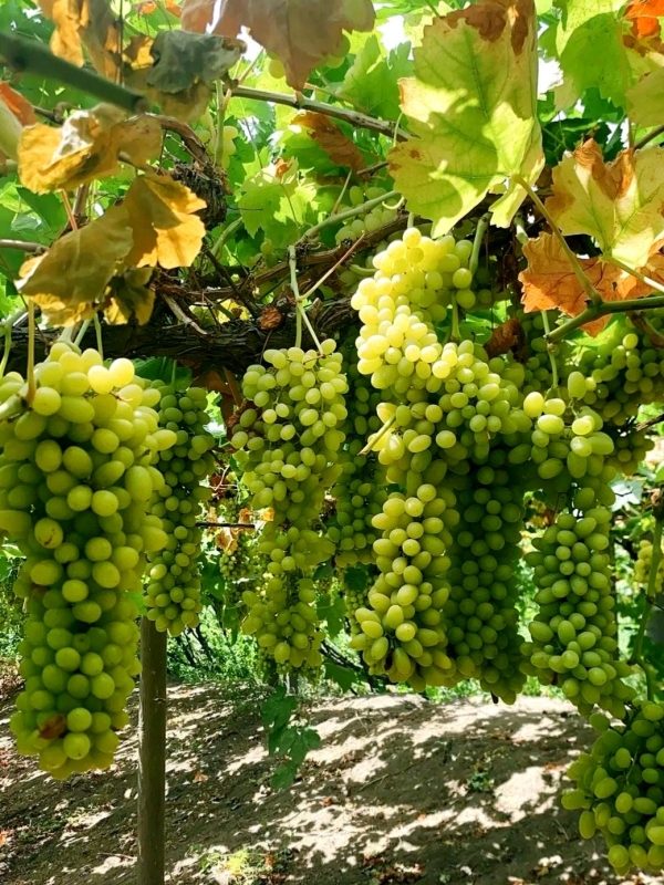 Grape Valley in Xinjiang