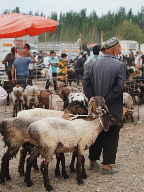 Sunday Livestock Market