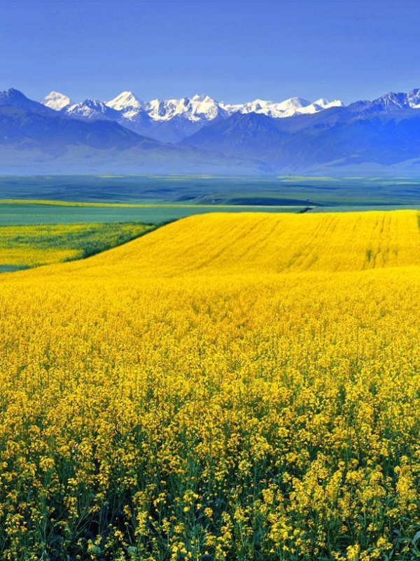 Zhaosu Grassland & Rapeseed Flower Sea