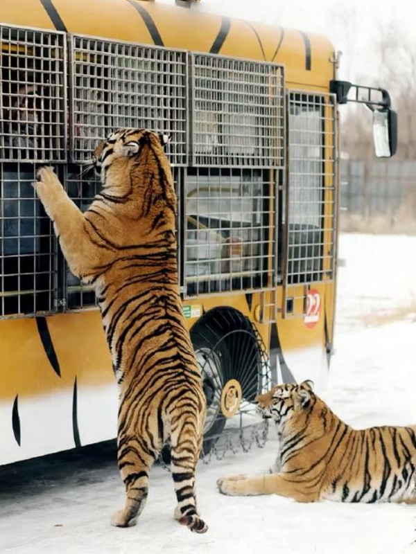 Siberian Tiger Park