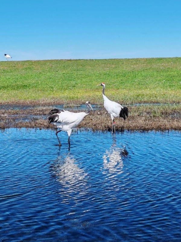 Zhalong Nature Reserve