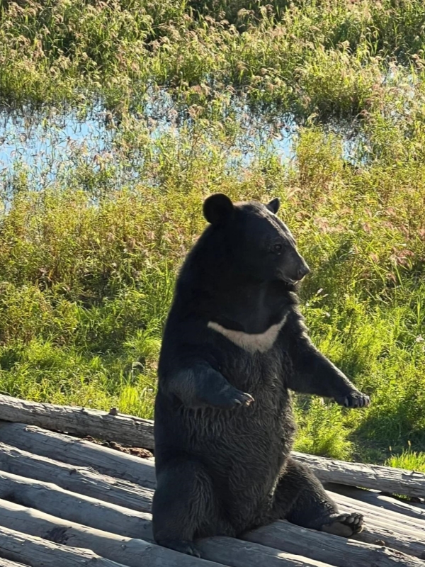 Asiatic Black Bear at Heixiazi Island Wetland Park