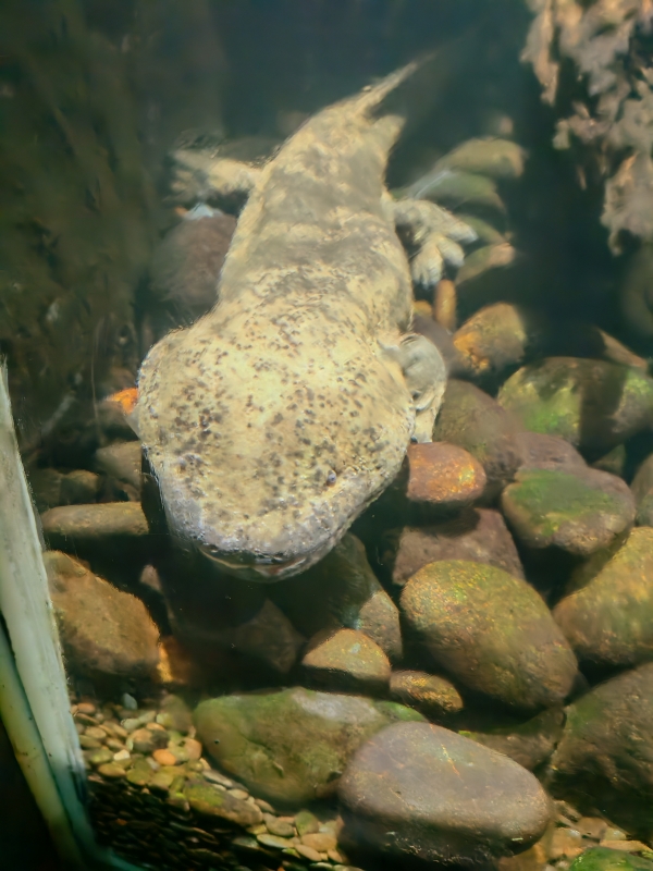 Giant Salamander