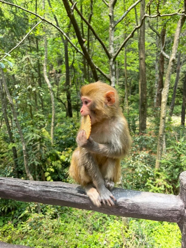 A little monkey eating a biscuit