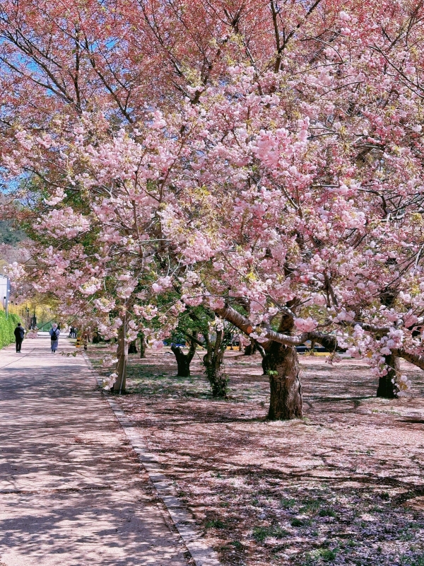 Dalian's Cherry Blossoms