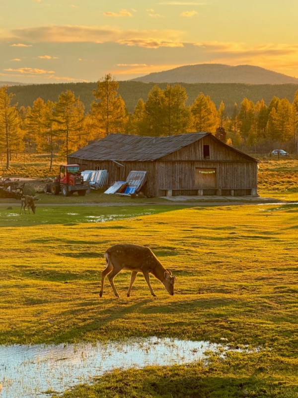 Autumn of Daxinganling