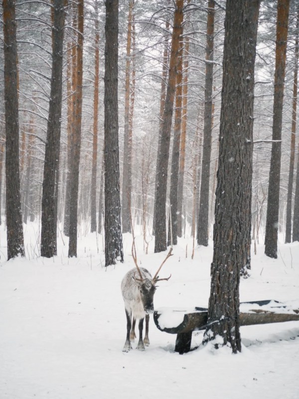 Winter of Daxinganling