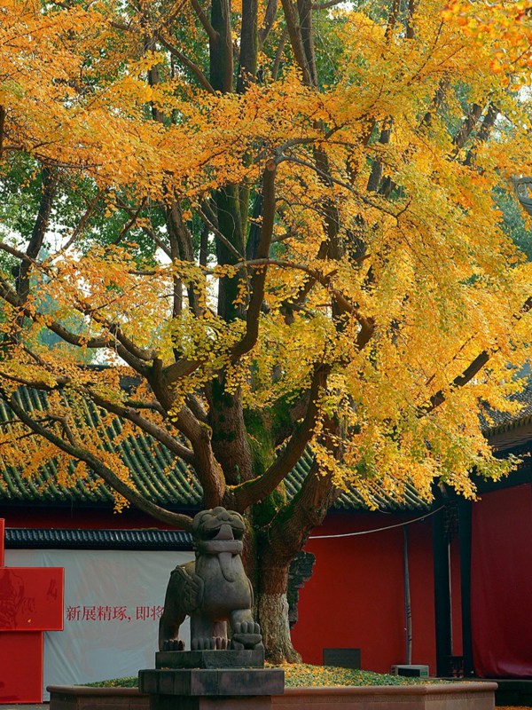 Autumn of Wuhou Temple
