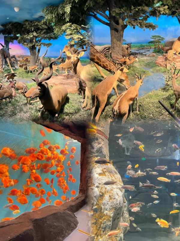 Various Specimens in the Museum