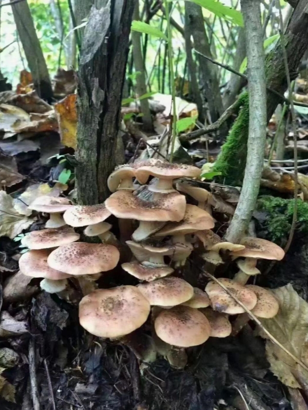 Changbai Moutain Mushrooms
