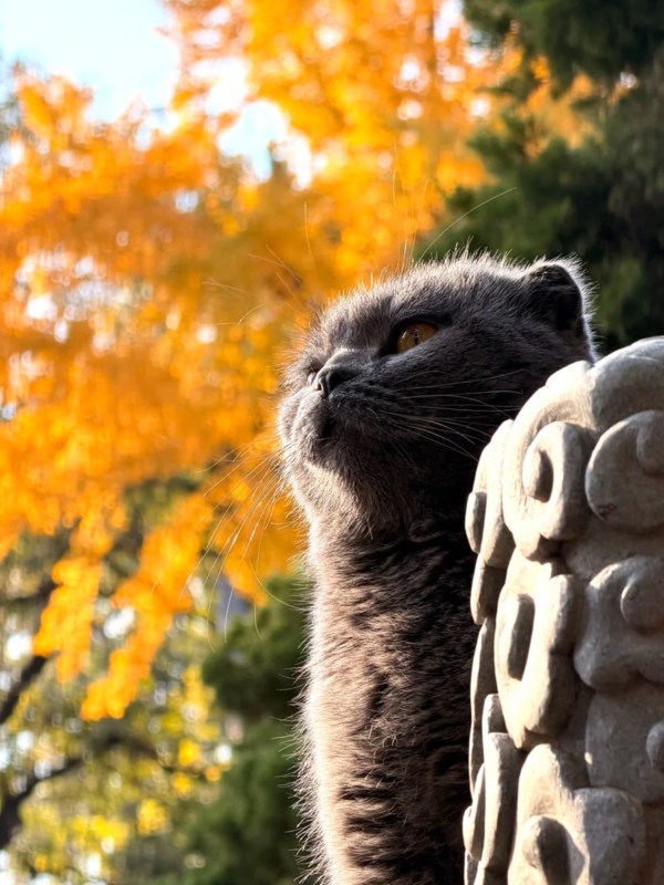 Cats in Longhua Temple