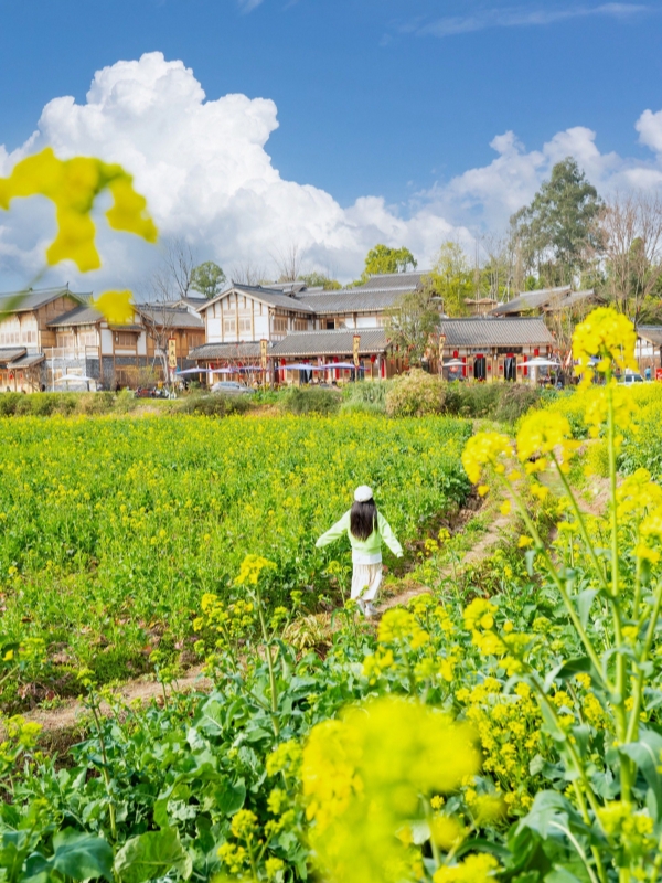 Xizhou's Rapeseed Fields