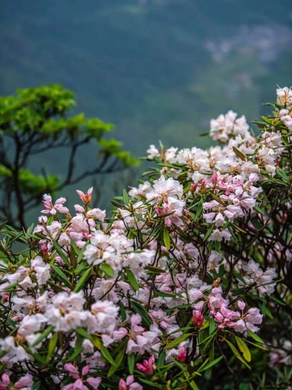 Spring Flower of Lingshan