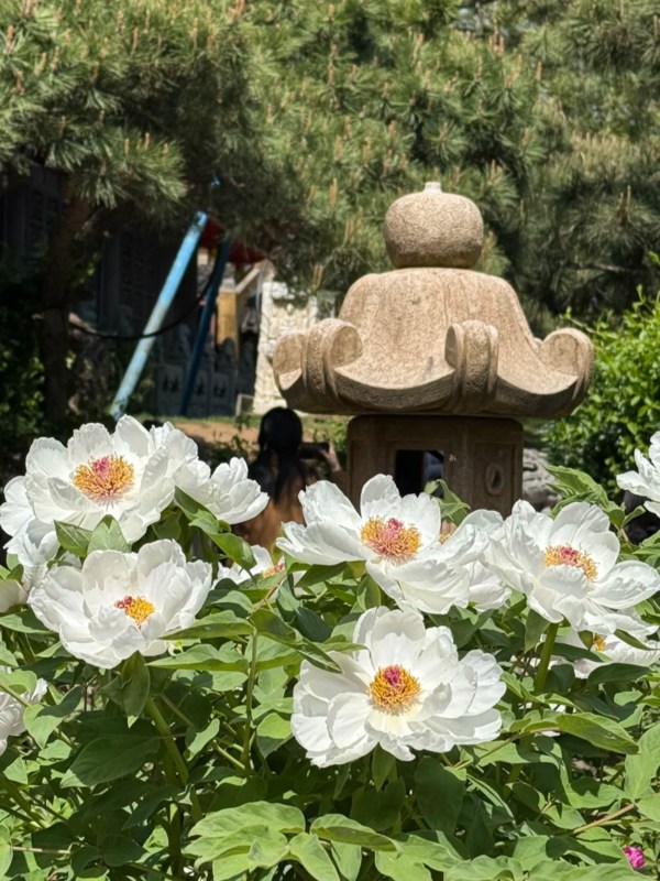 Garden of Longhua Temple