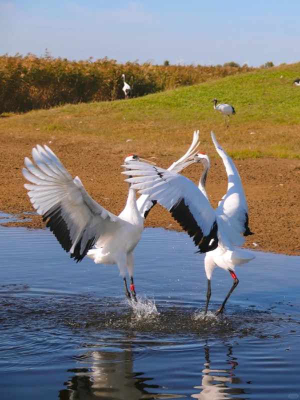 Red-crowned Cranes in Zhalong