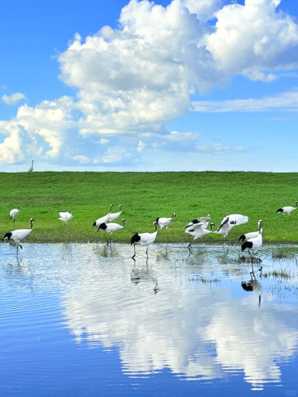 Zhalong Nature Reserve