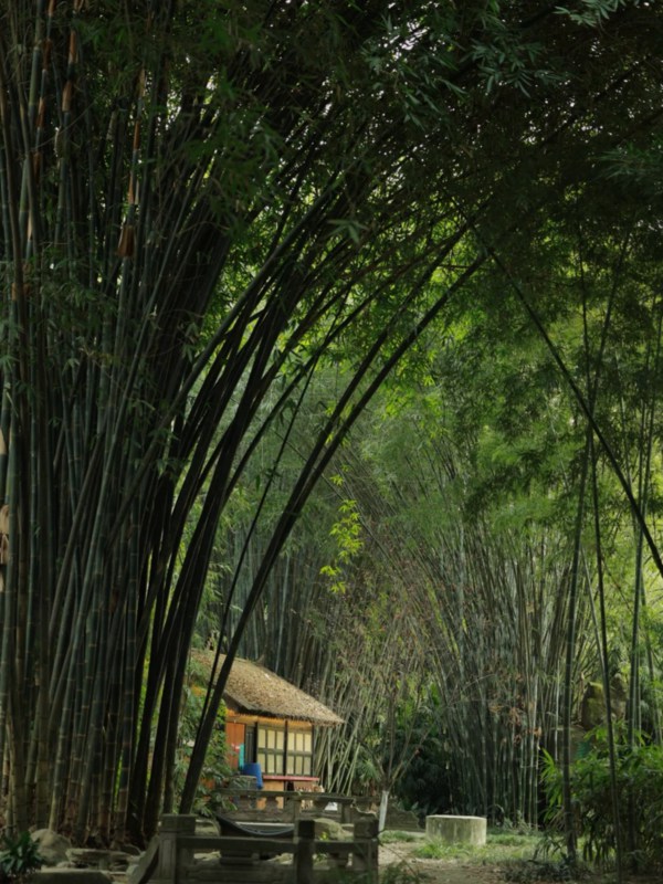 Origins of the Bamboo Tower