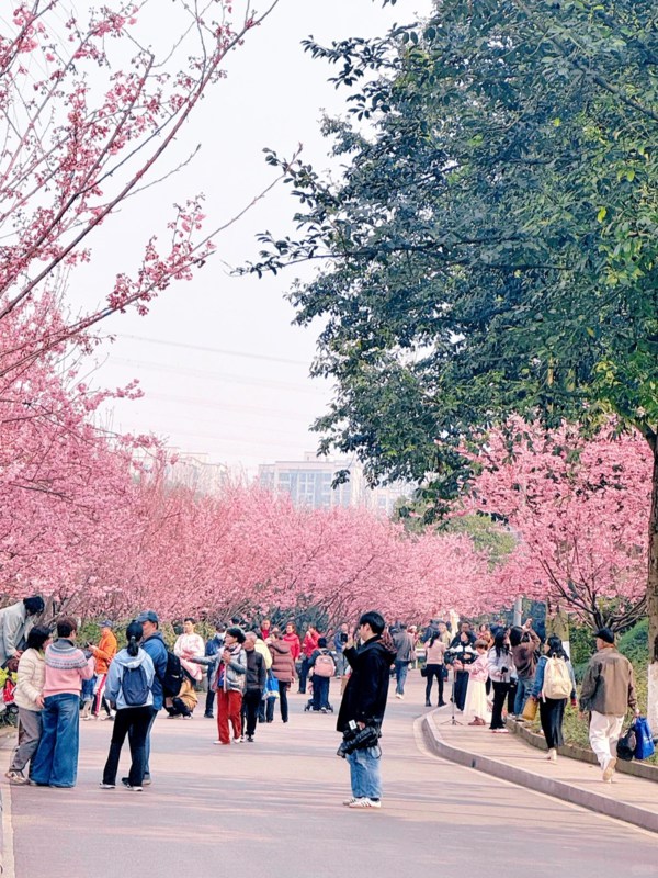 Cherry Blossom Festival