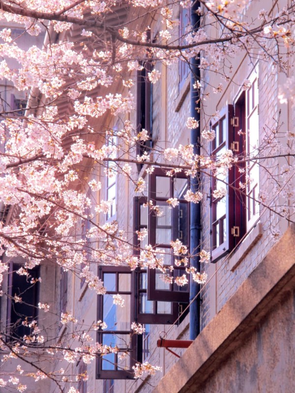 Cherry Blossom in Wuhan University