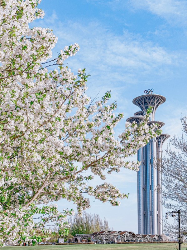 Cherry Blossom in Olympic Park