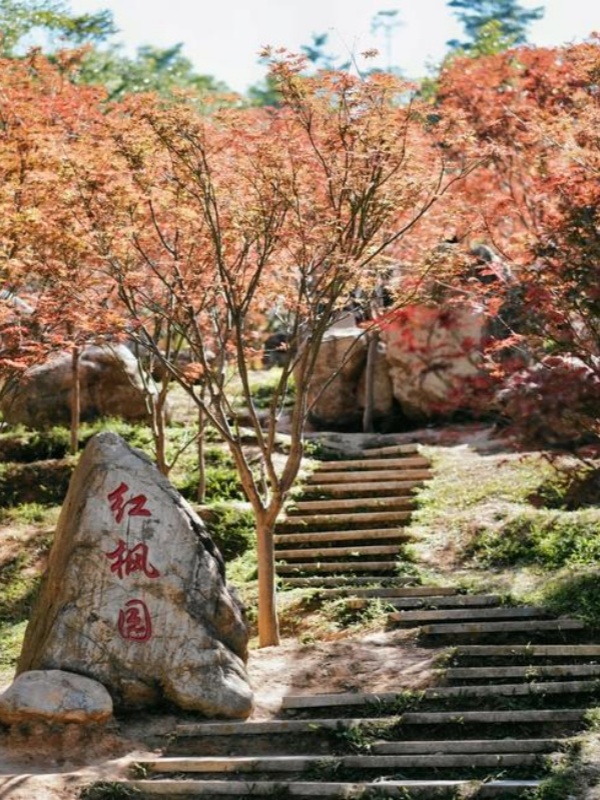 Maofeng Mountain Forest Park
