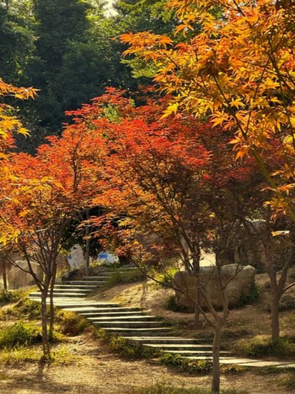 Maofeng Mountain Forest Park