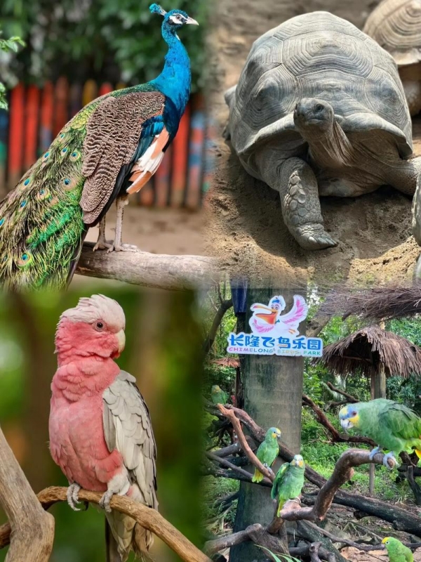 Chimelong Bird Park