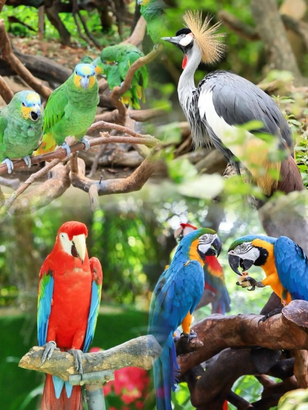 Chimelong Bird Park