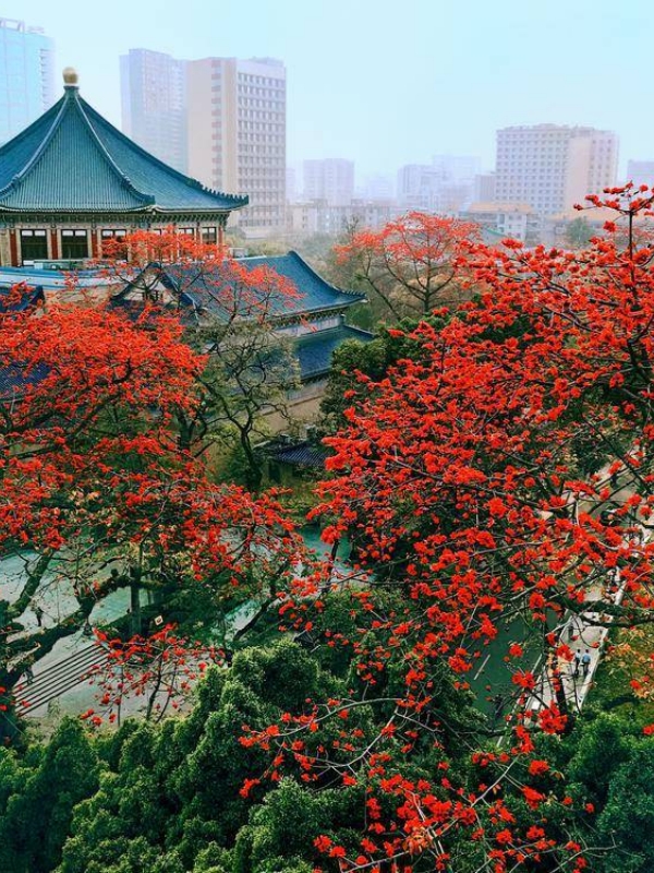 Kapok Trees in Guangzhou