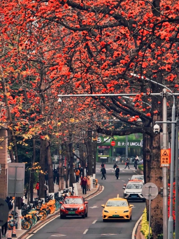 Kapok Trees in Guangzhou