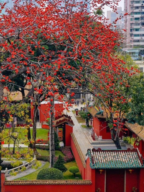 Kapok Trees in Guangzhou