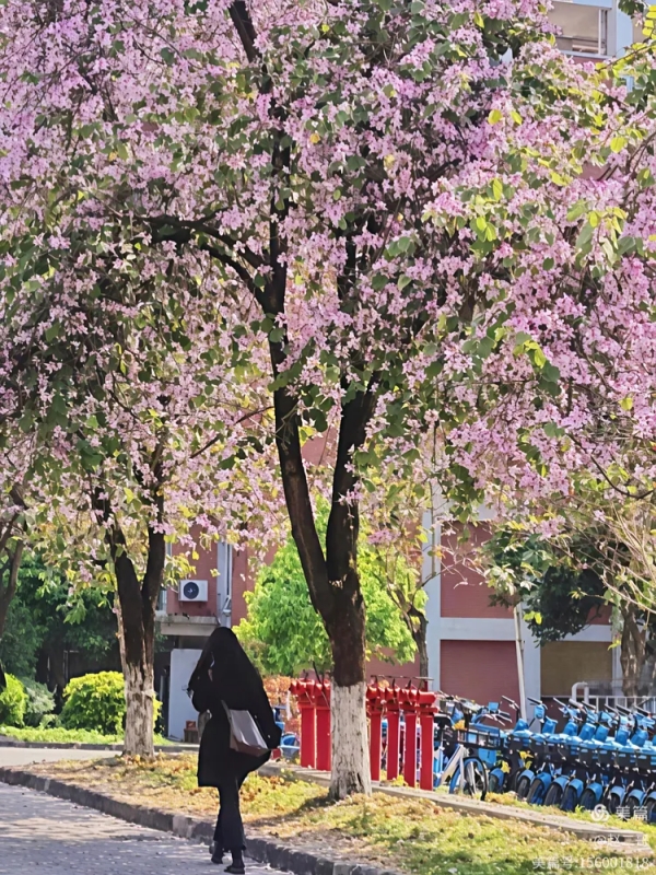 Bauhinia at SCAU