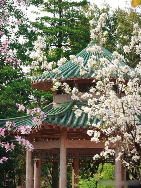Bauhinia at SCAU