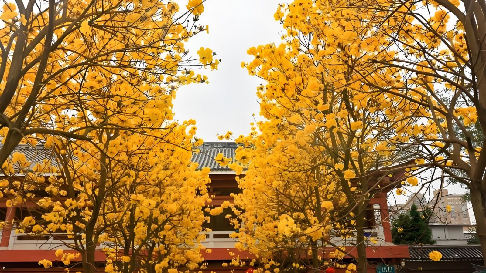 Golden Trumpet Trees at Guangxiao Temple