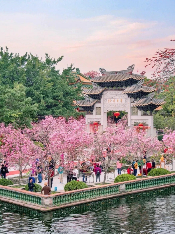 Nansha Cherry Blossom Festival