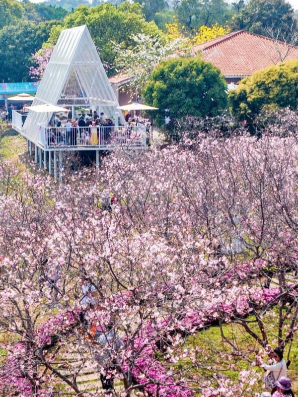 Nansha Cherry Blossom Festival