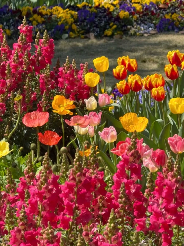 A Vibrant Spring Flower Bed