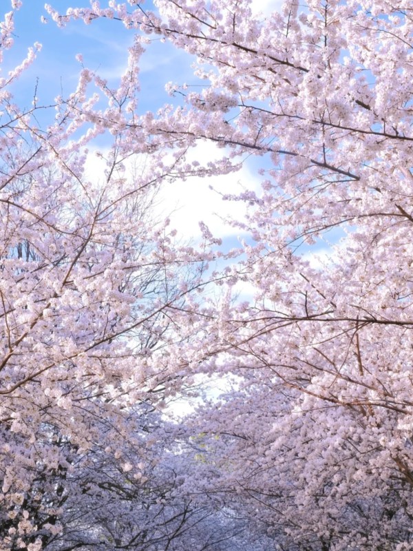Early Cherry Blossoms