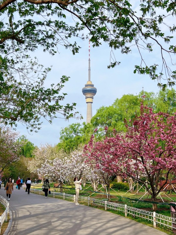 Late Cherry Blossoms
