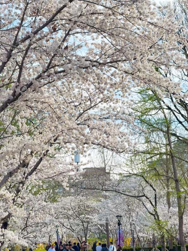 Yingluo Flower Valley
