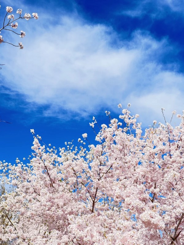 Cherry Blossom in Yuyuantan