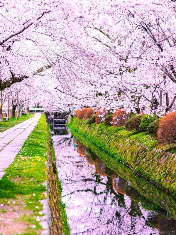 Sakura Season in Japan