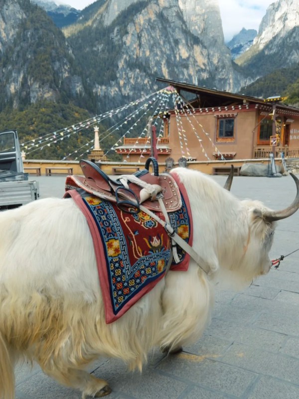Yak in Balagezong
