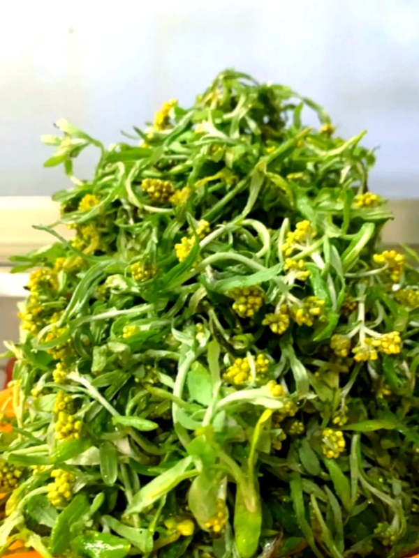Mugwort (艾草)