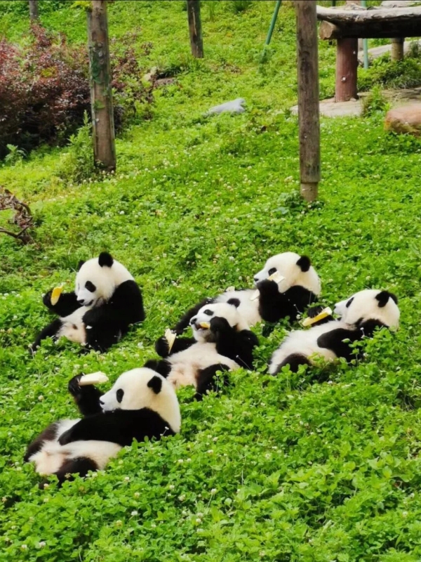 Giant Pandas of Chengdu,Cool Cities in China