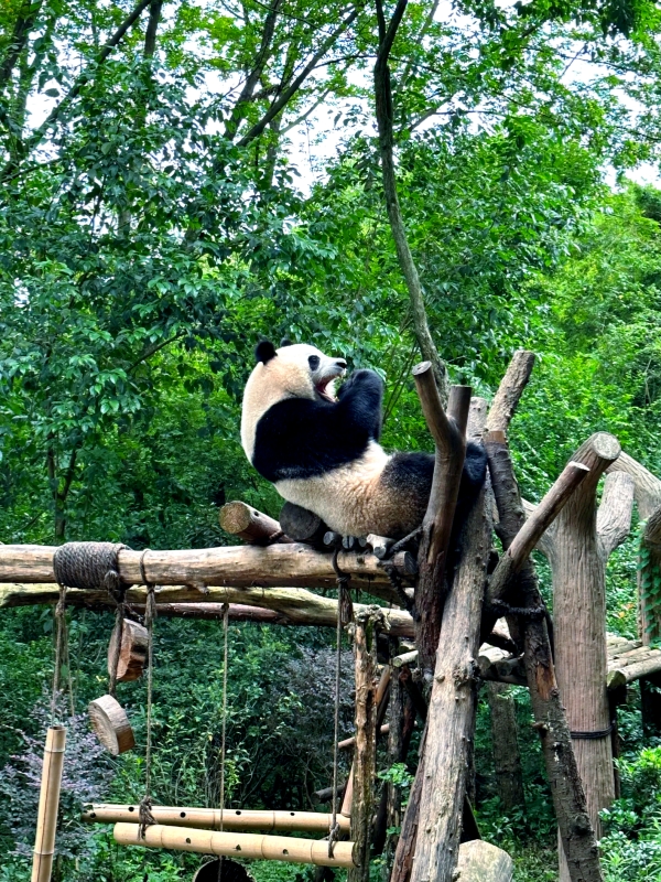 Giant Pandas of Chengdu